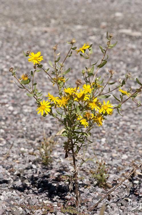 Grindelia arizonica A. Gray resmi