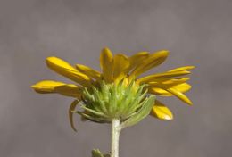 Grindelia arizonica A. Gray resmi