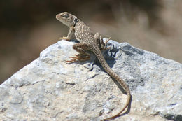 Image of Great Basin Collared Lizard