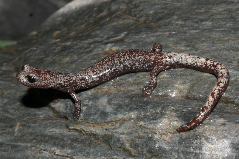 Image of Inyo Mountains Salamander