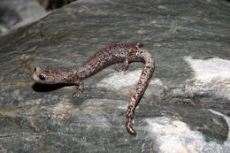 Image of Inyo Mountains Salamander