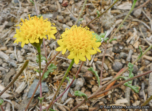 Image of Orcutt's yellow pincushion