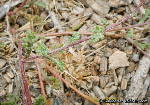 Sivun Chaenactis glabriuscula var. orcuttiana (Greene) Hall kuva