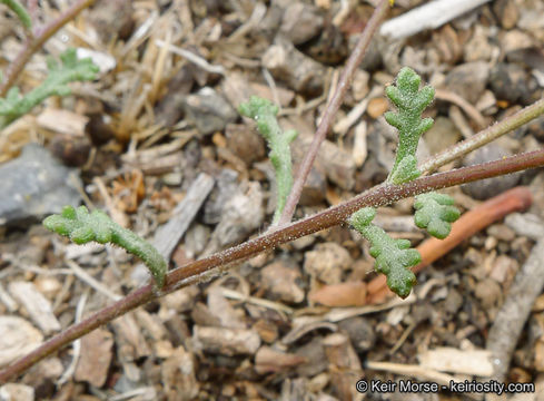 Image of Orcutt's yellow pincushion