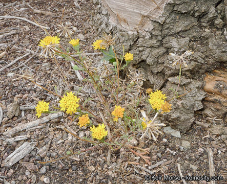 Image of Orcutt's yellow pincushion