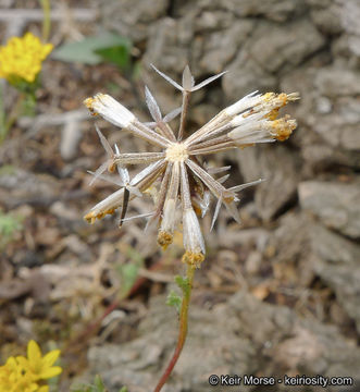 Image of Orcutt's yellow pincushion