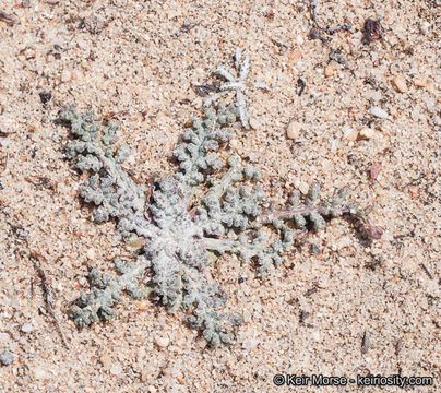 Image of Orcutt's yellow pincushion