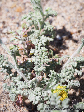 Sivun Chaenactis glabriuscula var. orcuttiana (Greene) Hall kuva