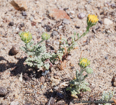 Sivun Chaenactis glabriuscula var. orcuttiana (Greene) Hall kuva