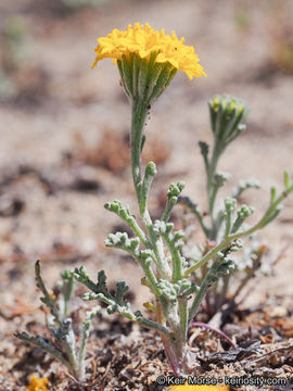 Image of Orcutt's yellow pincushion