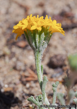 Sivun Chaenactis glabriuscula var. orcuttiana (Greene) Hall kuva