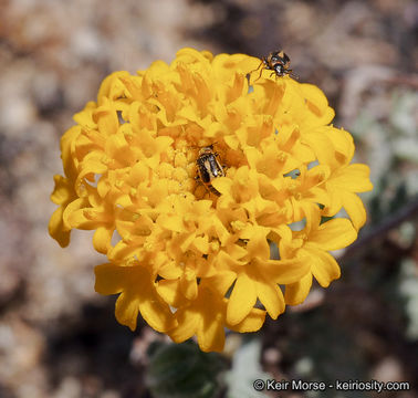 Image of Orcutt's yellow pincushion