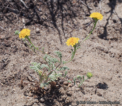 Image of Orcutt's yellow pincushion