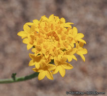 Image of Orcutt's yellow pincushion