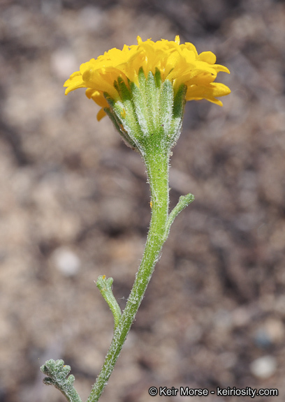 Image of Orcutt's yellow pincushion