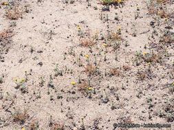 Image of Orcutt's yellow pincushion