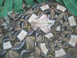 Image of Gaboon Adder