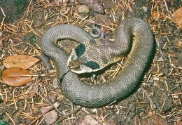 Image of Eastern Hog-nosed Snake