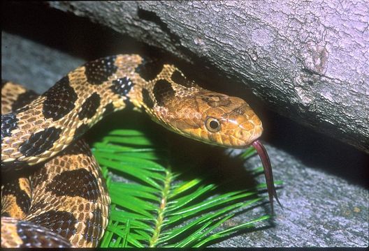 Image of Eastern Fox Snake