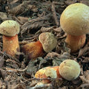 Image of Lurid bolete