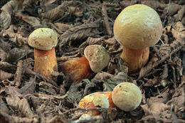 Image of Lurid bolete