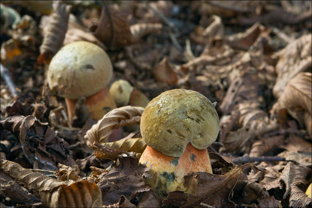 Image de Bolet blafard