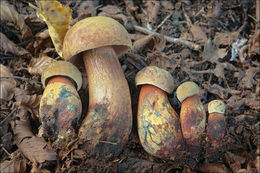 Image of Lurid bolete