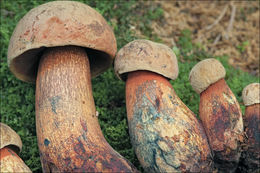 Image of Lurid bolete