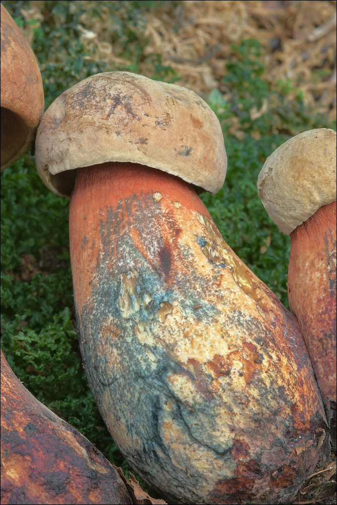 Image of Lurid bolete