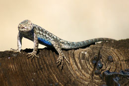 Image of Western Fence Lizard