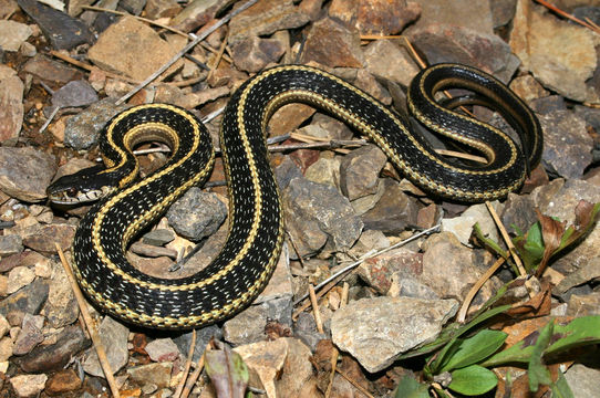 Image of Terrestrial (Wandering) Garter Snake