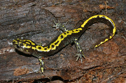 Image of long-toed salamander