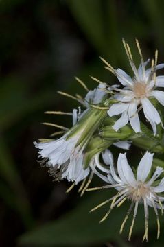 Image of arrowleaf rattlesnakeroot