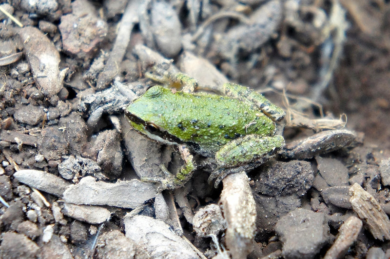 Image of Northern Pacific Treefrog