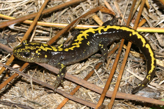 Image of long-toed salamander