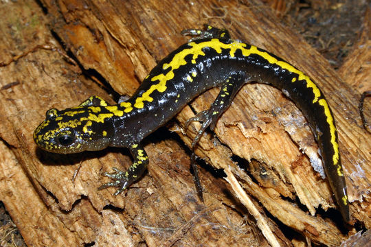 Image of long-toed salamander