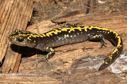 Image of long-toed salamander