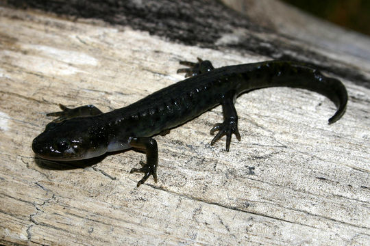 Image of long-toed salamander