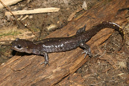 Image of long-toed salamander