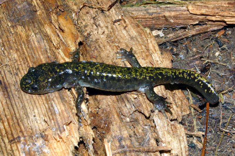 Image of long-toed salamander