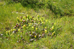 Image of California pitcherplant