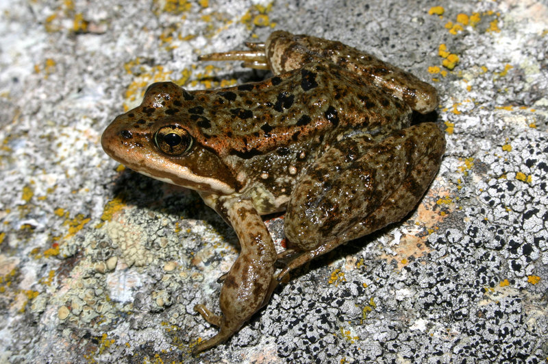 Image of Cascades Frog