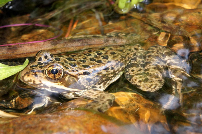 Image of Cascades Frog