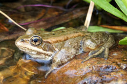 Image of Cascades Frog