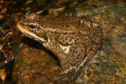 Image of Cascades Frog