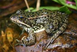 Image of Cascades Frog