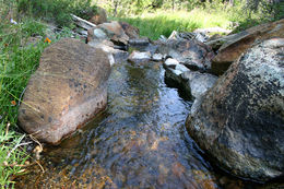 Image of Cascades Frog