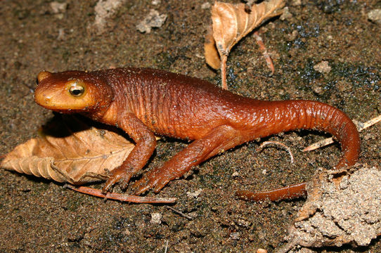 Image of Sierra newt