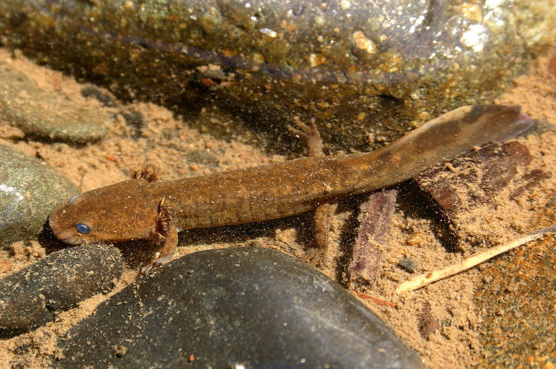 Image of Coastal Giant Salamander