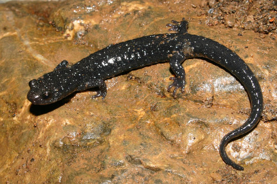 Image of Black Salamander